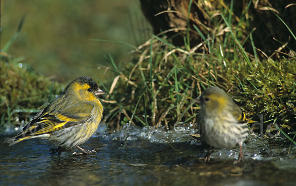 Erlenzeisig (Carduelis spinus)