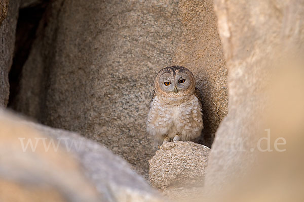 Fahlkauz (Strix hadorami)