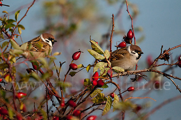 Feldsperling (Passer montanus)