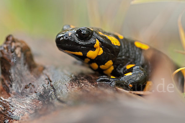 Feuersalamander (Salamandra salamandra)