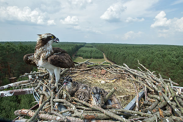 Fischadler (Pandion haliaetus)