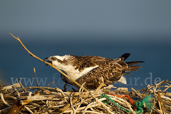 Fischadler (Pandion haliaetus)