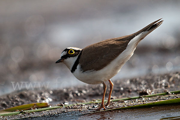 Flußregenpfeifer (Charadrius dubius)