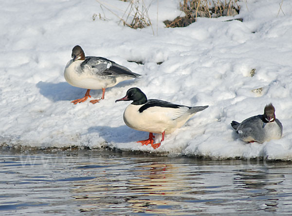 Gänsesäger (Mergus merganser)