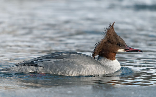 Gänsesäger (Mergus merganser)