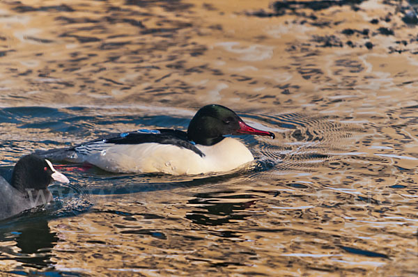 Gänsesäger (Mergus merganser)