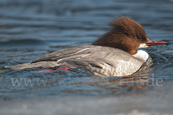 Gänsesäger (Mergus merganser)