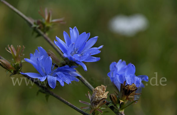 Gewöhnliche Wegwarte (Cichorium intybus)