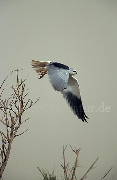 Gleitaar (Elanus caeruleus)