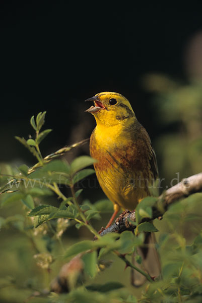 Goldammer (Emberiza citrinella)