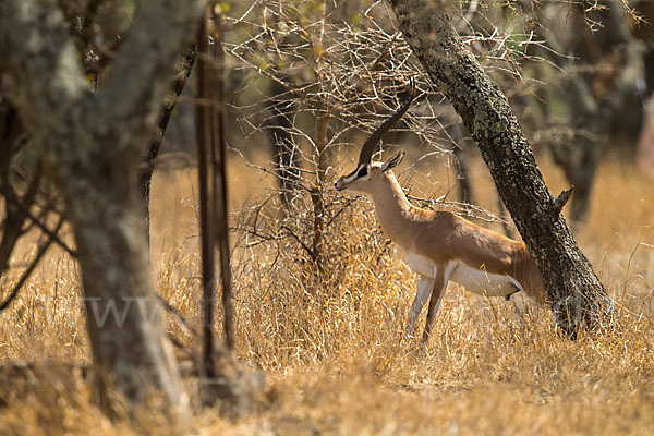 Grant-Gazelle (Nanger spec.)