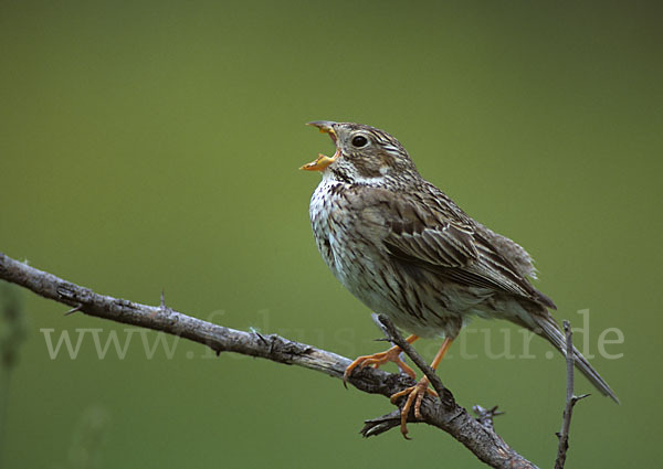 Grauammer (Miliaria calandra)