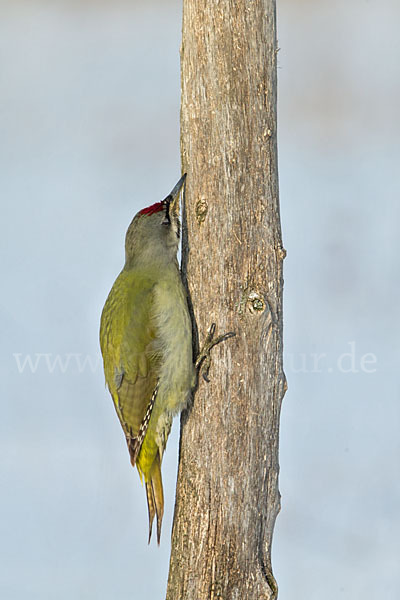 Grauspecht (Picus canus)