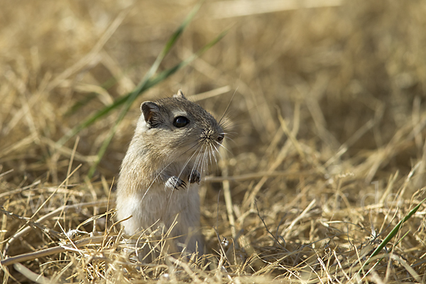 Große Rennmaus (Rhombomys opimus)