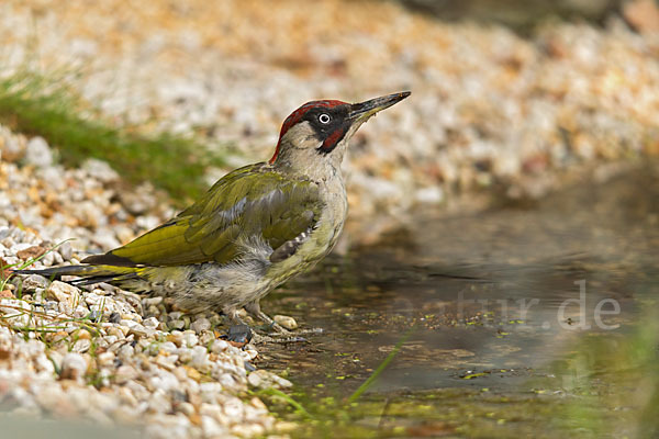 Grünspecht (Picus viridis)