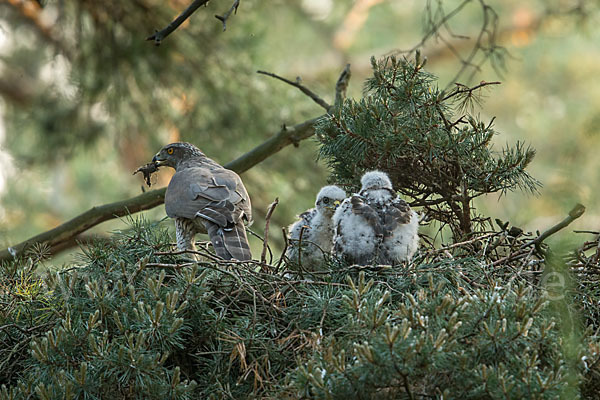 Habicht (Accipiter gentilis)