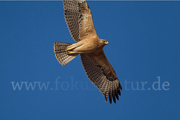 Habichtsadler (Aquila fasciata)