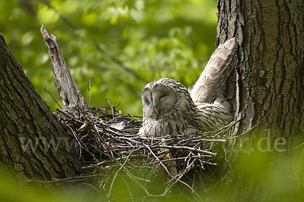 Habichtskauz (Strix uralensis)