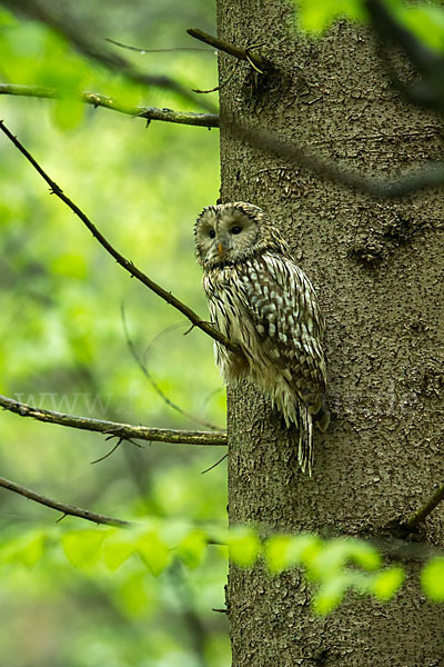 Habichtskauz (Strix uralensis)