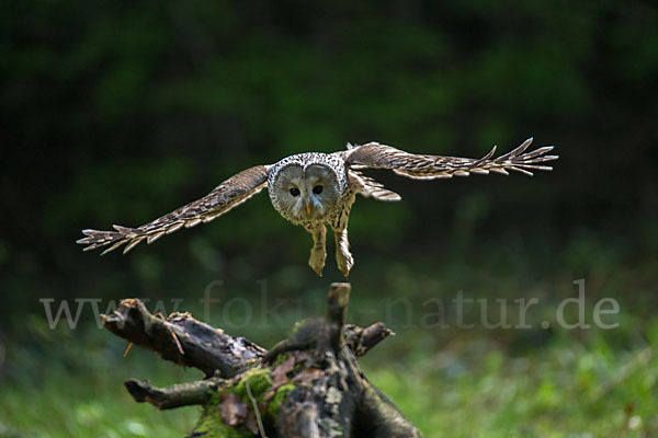 Habichtskauz (Strix uralensis)