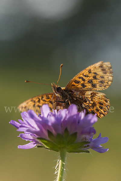 Hainveilchen-Perlmutterfalter (Boloria dia)