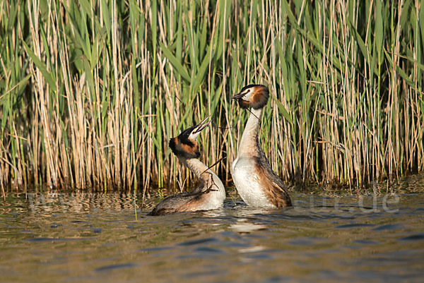 Haubentaucher (Podiceps cristatus)