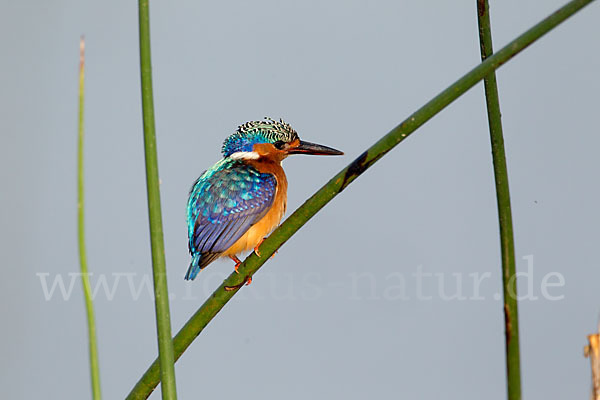 Haubenzwergfischer (Alcedo cristata)