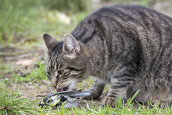 Hauskatze (Felis silvestris forma catus)