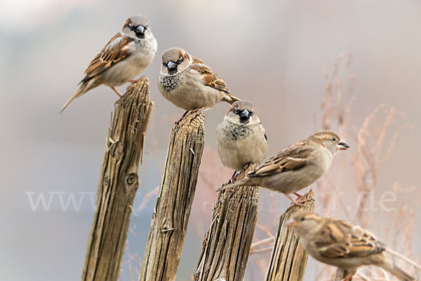 Haussperling (Passer domesticus)