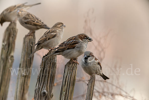 Haussperling (Passer domesticus)