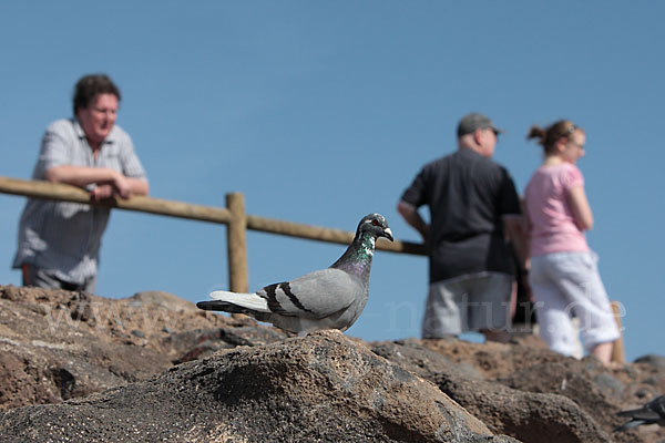 Haustaube (Columba livia domestica)