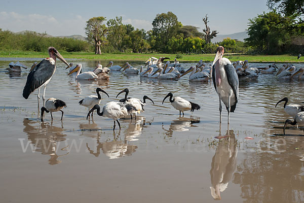 Heiliger Ibis (Threskiornis aethiopicus)