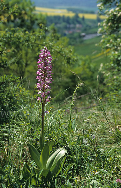 Helm-Knabenkraut (Orchis militaris)