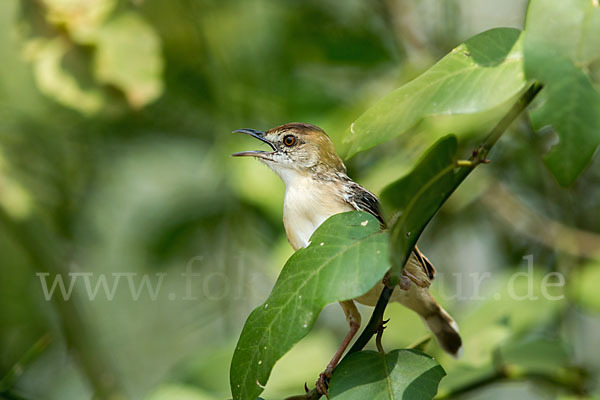 Heuglinzistensänger (Cisticola marginatus)