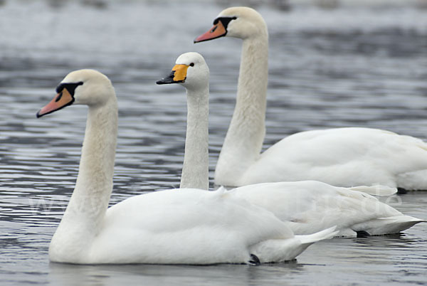 Höckerschwan (Cygnus olor)