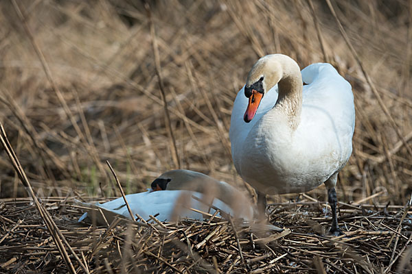 Höckerschwan (Cygnus olor)