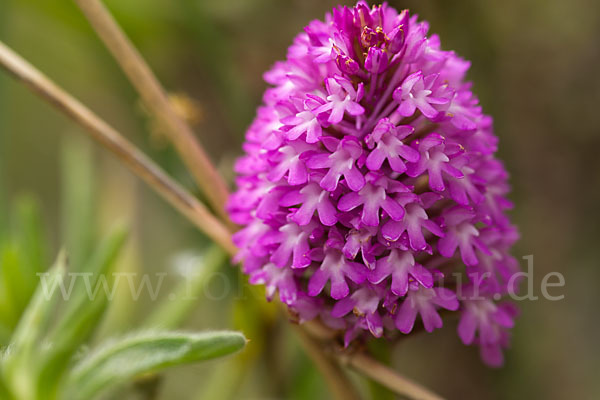 Hundswurz (Anacamptis pyramidalis)