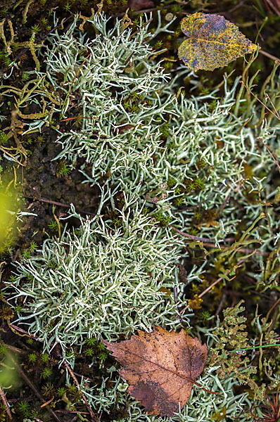 Igel-Säulenflechte (Cladonia uncialis)