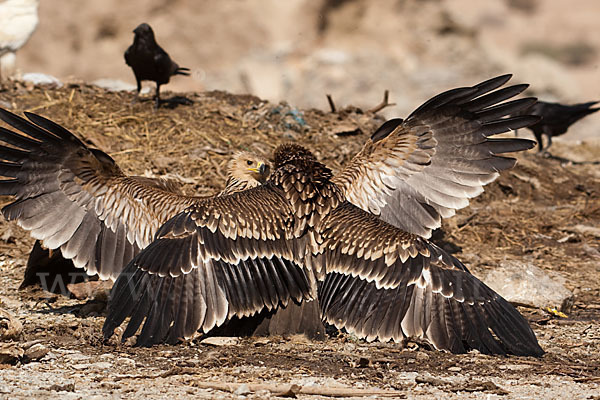 Kaiseradler (Aquila heliaca)