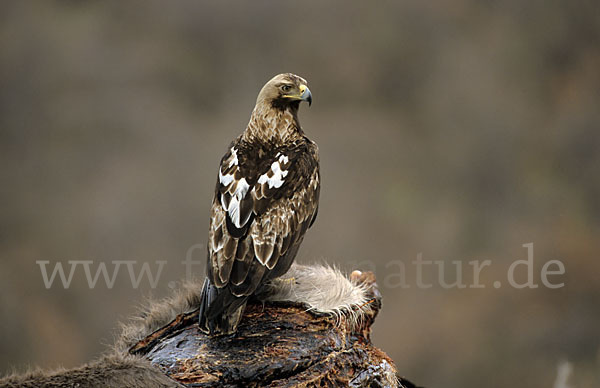 Kaiseradler (Aquila heliaca)