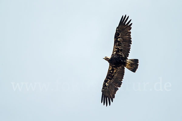 Kaiseradler (Aquila heliaca)