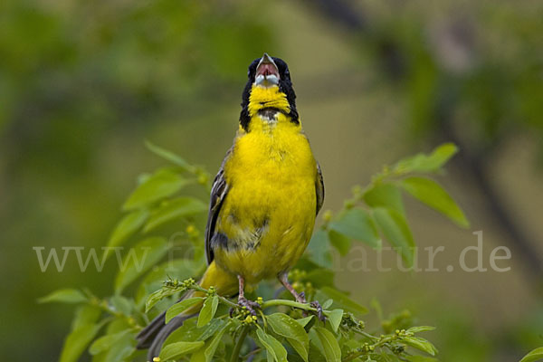 Kappenammer (Emberiza melanocephala)