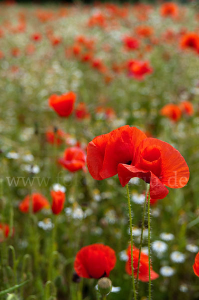 Klatsch-Mohn (Papaver rhoeas)