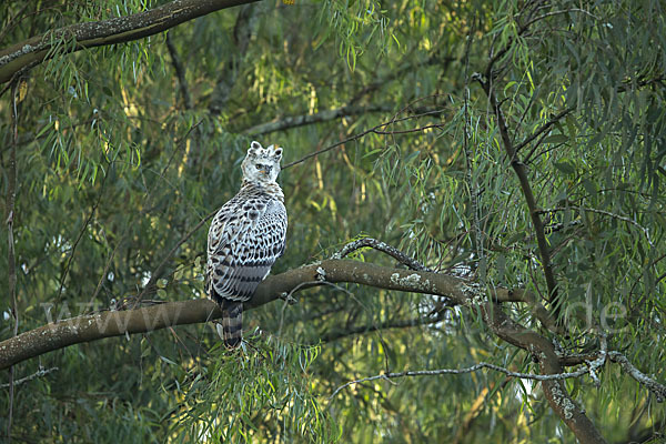 Kronenadler (Stephanoaetus coronatus)