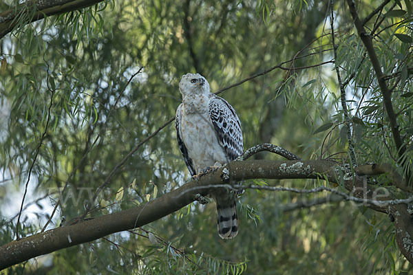 Kronenadler (Stephanoaetus coronatus)