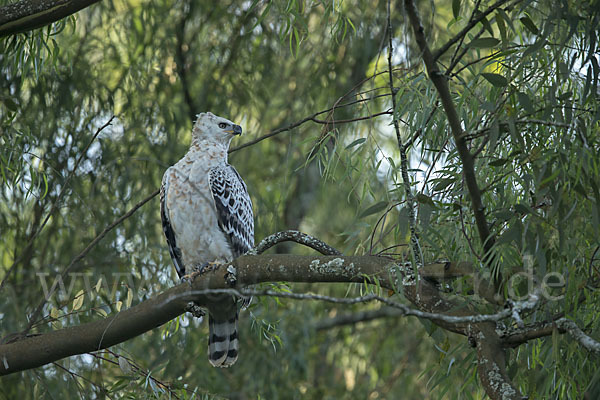 Kronenadler (Stephanoaetus coronatus)