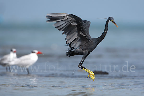 Küstenreiher (Egretta gularis gularis)