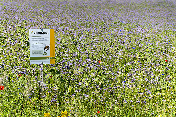 Kulturlandschaft (cultivated landscape)