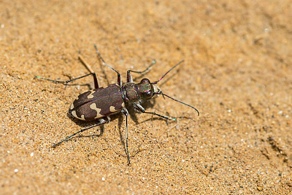 Kupferbrauner Sandlaufkäfer (Cicindela hybrida)