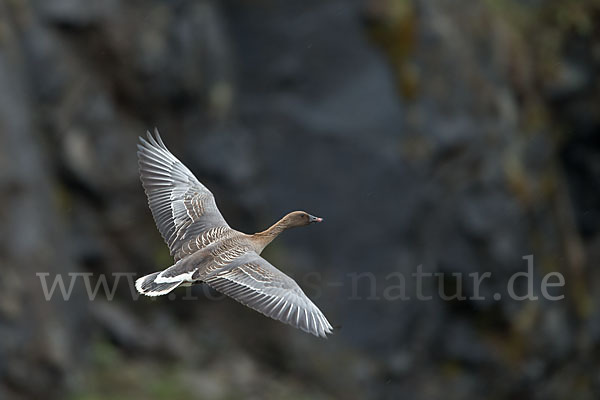 Kurzschnabelgans (Anser brachyrhynchus)